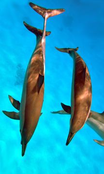 Straits of Tiran
